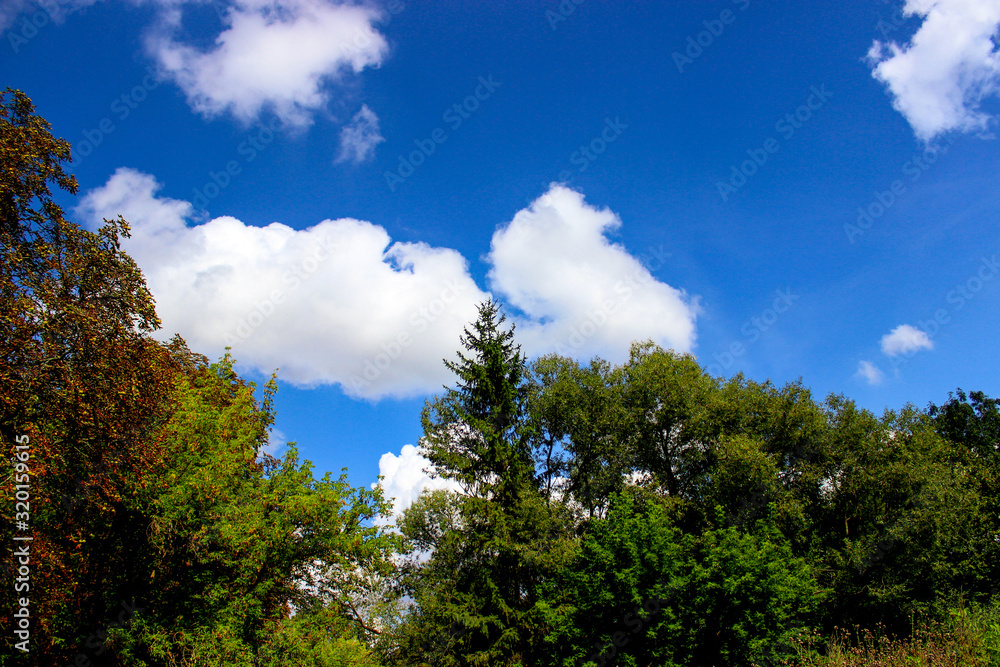 A view of the sky through the trees in the forest. A view of the sky through the trees in the forest.