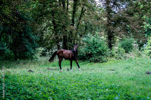 A lone horse grazes on a lawn in a forest. The horse is tied with a rope to a small stick.