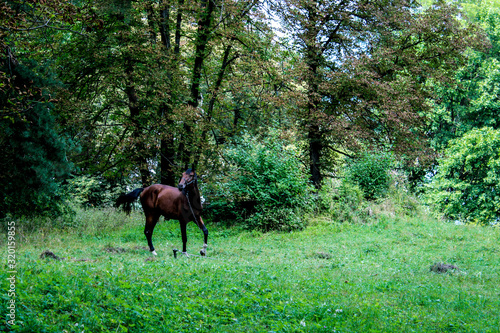 A lone horse grazes on a lawn in a forest. The horse is tied with a rope to a small stick.