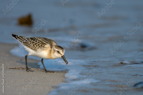 Young sanderling looking for food on a beach, poking its beak into the sea