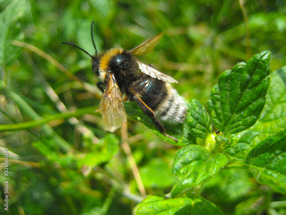 The bee is looking for nectar. A beautiful bee pollinates plants. Bee on a background of flowers and herbs. The bee is looking for nectar. A beautiful bee pollinates plants. Bee on a background of flowers and herbs.