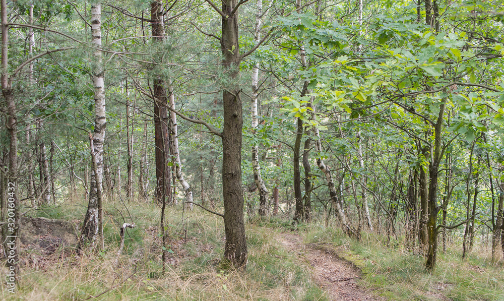 Forest Track In A Mixed Forest In Summer, Nature Background Forest Track In A Mixed Forest In Summer, Nature Background