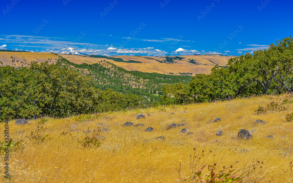 Mill Creek Ridge, view of Mt. Adams.