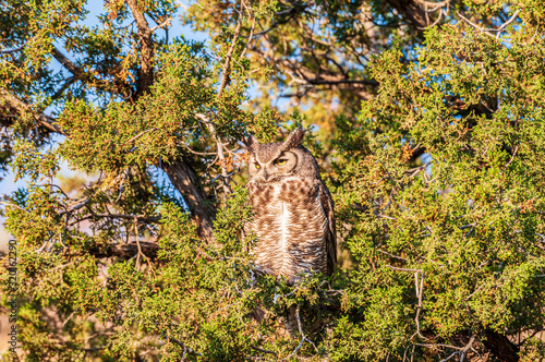Great Horned Owl Bubo virginianus in a Tree