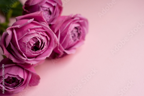 Beautiful pink pion-shaped rose. Bouquet Shrub roses on pink background. Copy space.