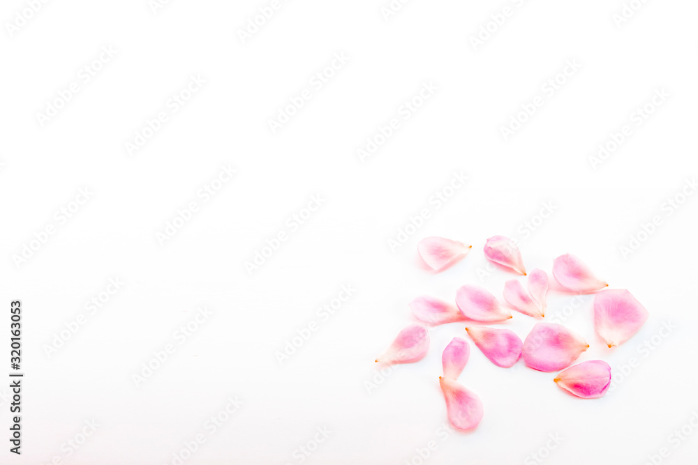 pink rose petals group on white background