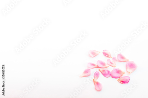 pink rose petals group on white background