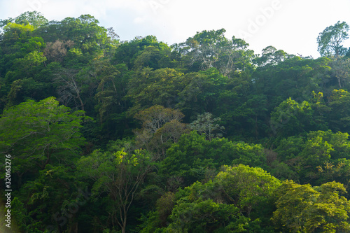 View to a  dark green forest in el salvador