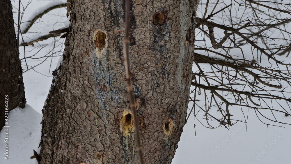 Woodpecker Holes in a Standing Dead Tree in winter Woodpecker Holes in a Standing Dead Tree in winter