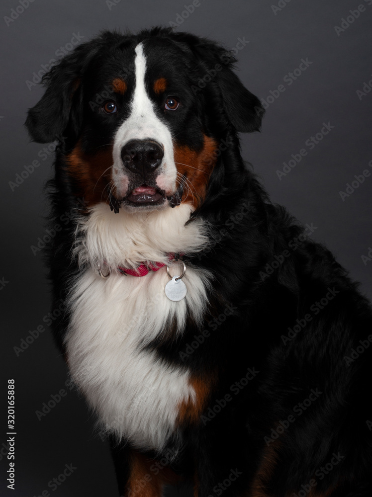 Bernese Mountain Dog (10 months old)