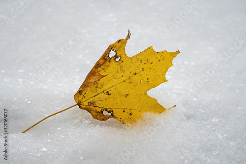 Tablou pe pânză Freshly fallen yellow sugar maple tree leaf in the first snow of the year