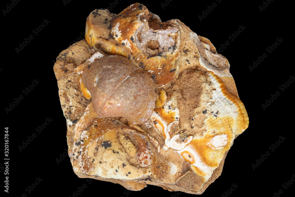 Accumulation of fossilized paleofauna in limestone rock on a black background. Carboniferous period, Russia