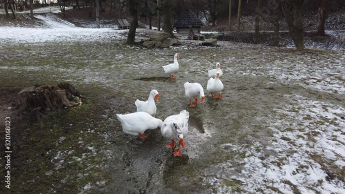 Shooting of white geese. Shooting in the winter. photo