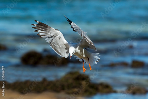 Flying Seagull, Sydney Australia