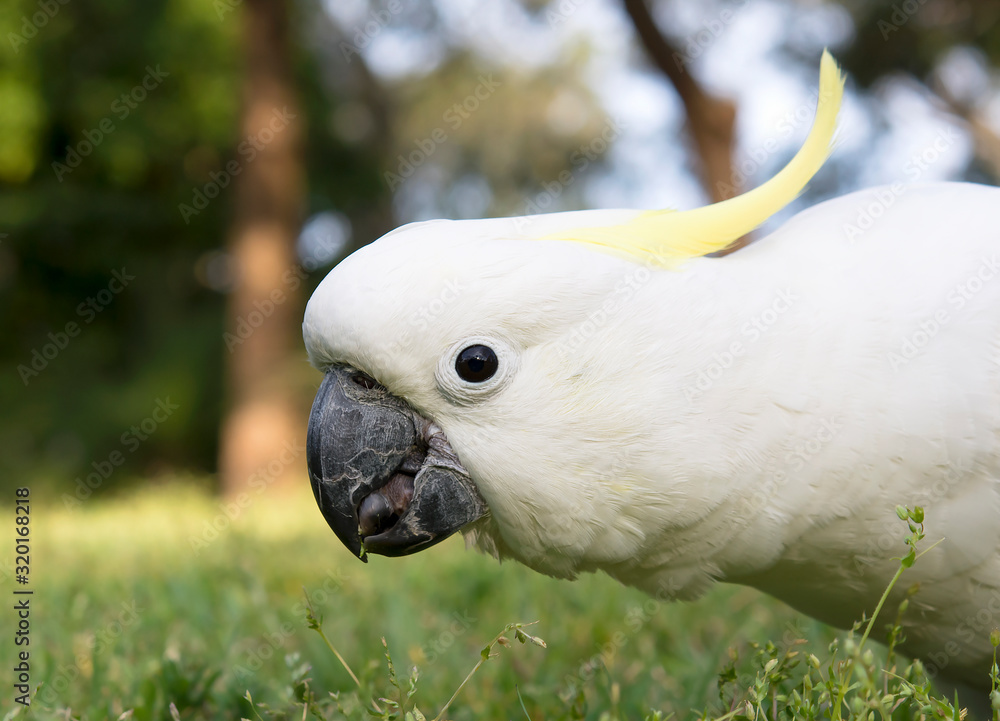 Australian Cockatoo, Sydney Australia Australian Cockatoo, Sydney Australia