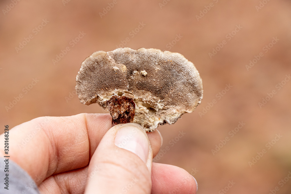 The underside of turkey tail mushroom (Trametes versicolor) growing on a log