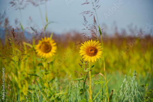 Sunflowers in the field