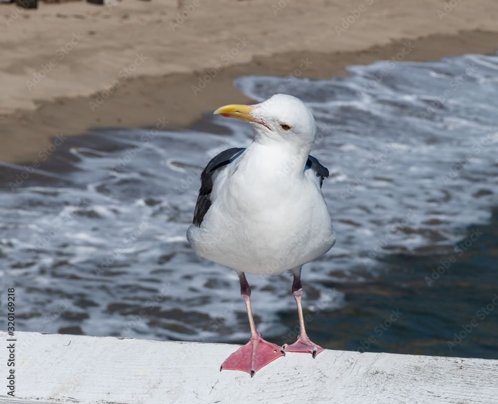 Obraz premium Closeup of a seagull at the Paradise Cove in Malibu, Southern California