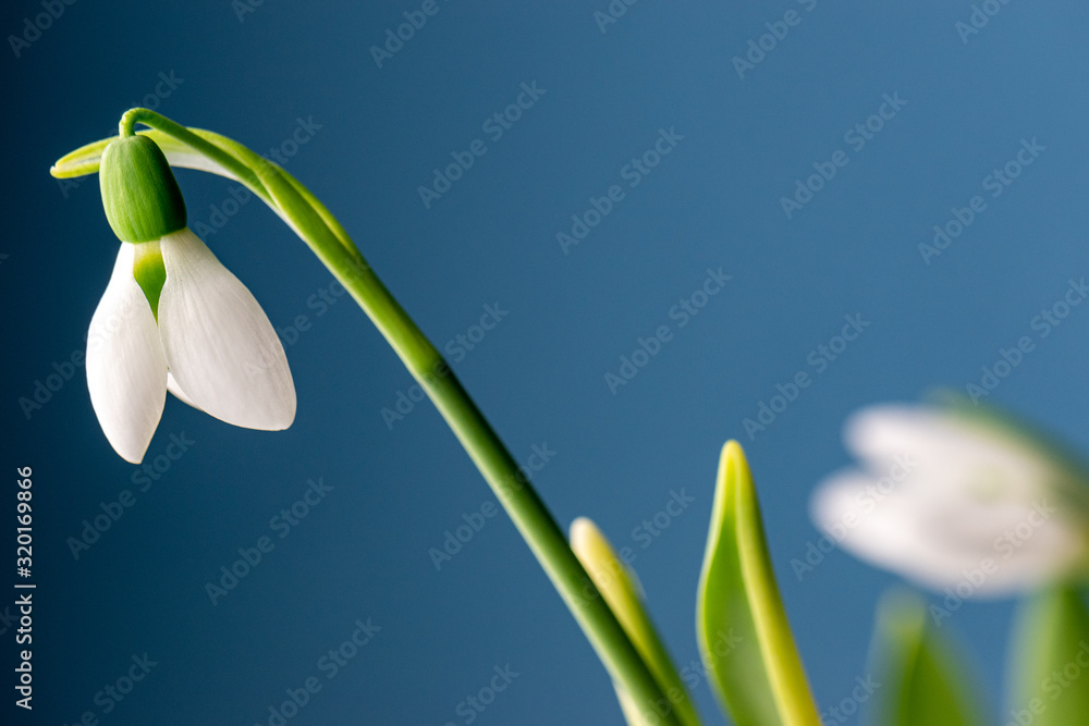 beautiful snowdrops first flowers of spring beautiful snowdrops first flowers of spring