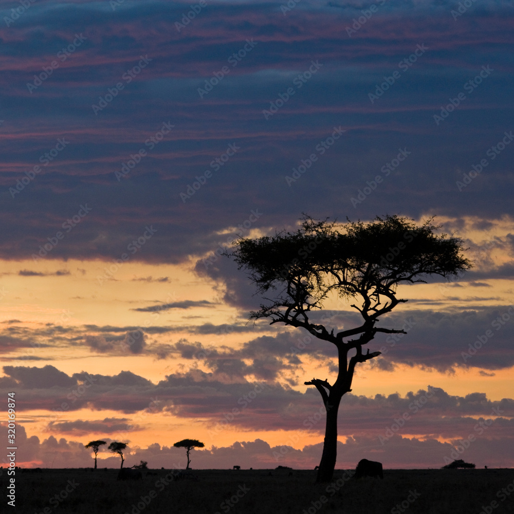 Maasai Mara sunset, Kenya, East Africa