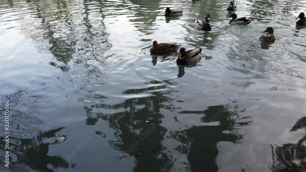 Ducks in a pond. Reflection of trees in water. Ducks in a pond. Reflection of trees in water.