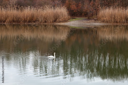 Beautiful white swan with black markings on his head swimming through a Kragujevac lake making ripples in the water and soft reed reflections in the back