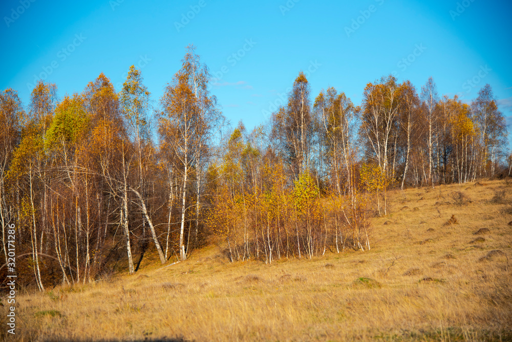 Birch tree landscape in the morning autumn Birch tree landscape in the morning autumn