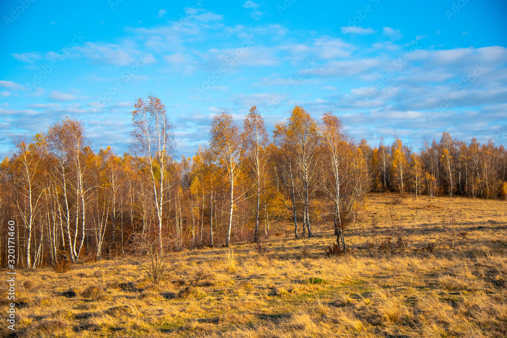 Birch tree landscape in the morning autumn Birch tree landscape in the morning autumn