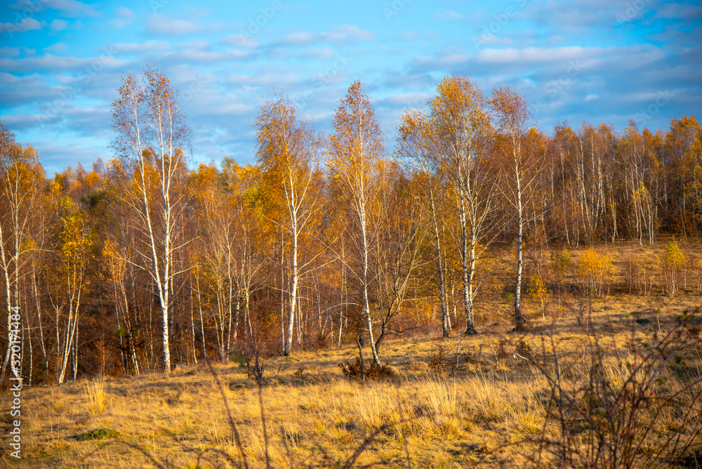 Fototapeta premium Birch tree landscape in the morning autumn