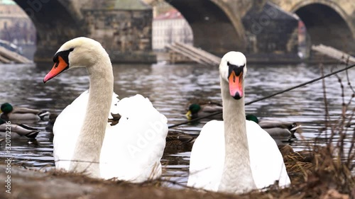 Two swans in the Vltava river by Charles Bridge in Prague