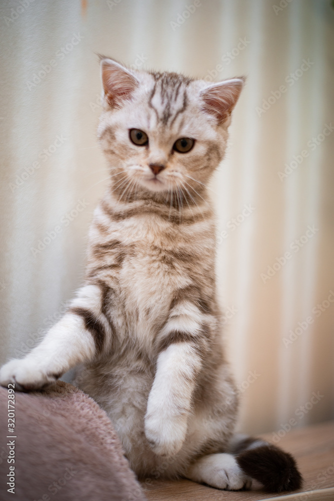 kitten scottish british cat burma munchkin animals kitten scottish british cat burma munchkin animals