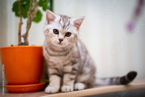 kitten Scottish British cat Burmese munchkin animals