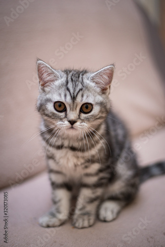 Fototapeta Naklejka Na Ścianę i Meble -  kitten scottish british cat burma munchkin animals