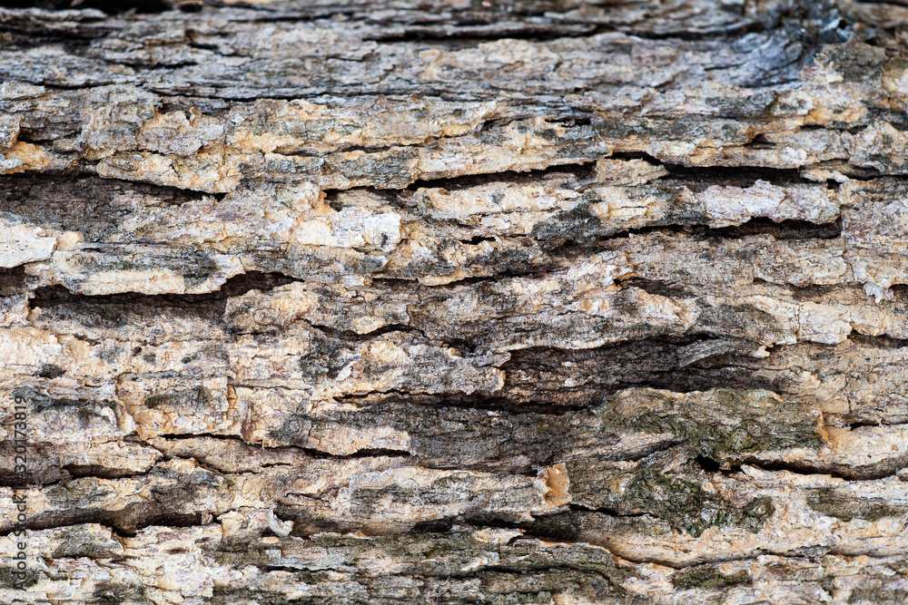 Textured, layered bark of a tree background with various bark color in brown and tan ~BARK OF TREE~ Textured, layered bark of a tree background with various bark color in brown and tan ~BARK OF TREE~