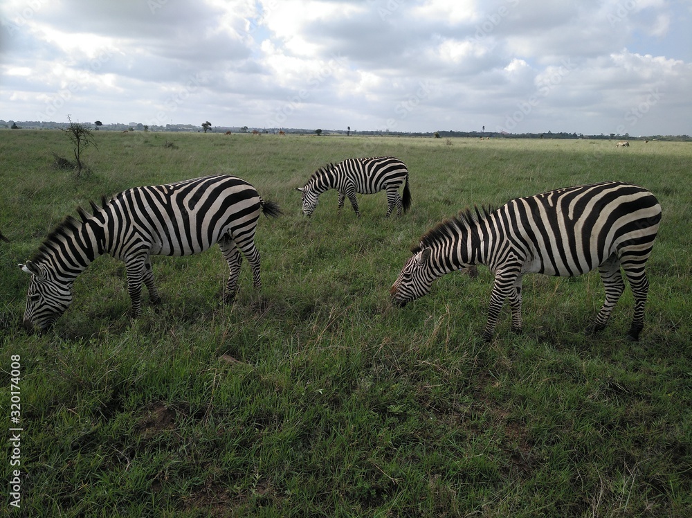 Fototapeta premium Cebras de Kenia