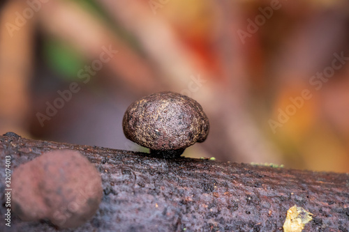 Coal fungus (Daldinia concentrica) growing on a branch