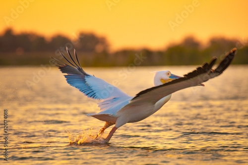 Pelecanus onocrotalus pelican in Danube Delta, Romania