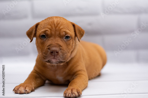 staff  Staffordshire Terrier  boxer  fighting