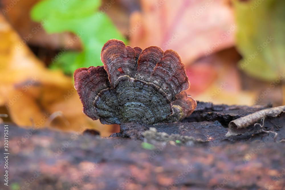 False turkey tail mushroom (Stereum ostrea) growing on a log False turkey tail mushroom (Stereum ostrea) growing on a log