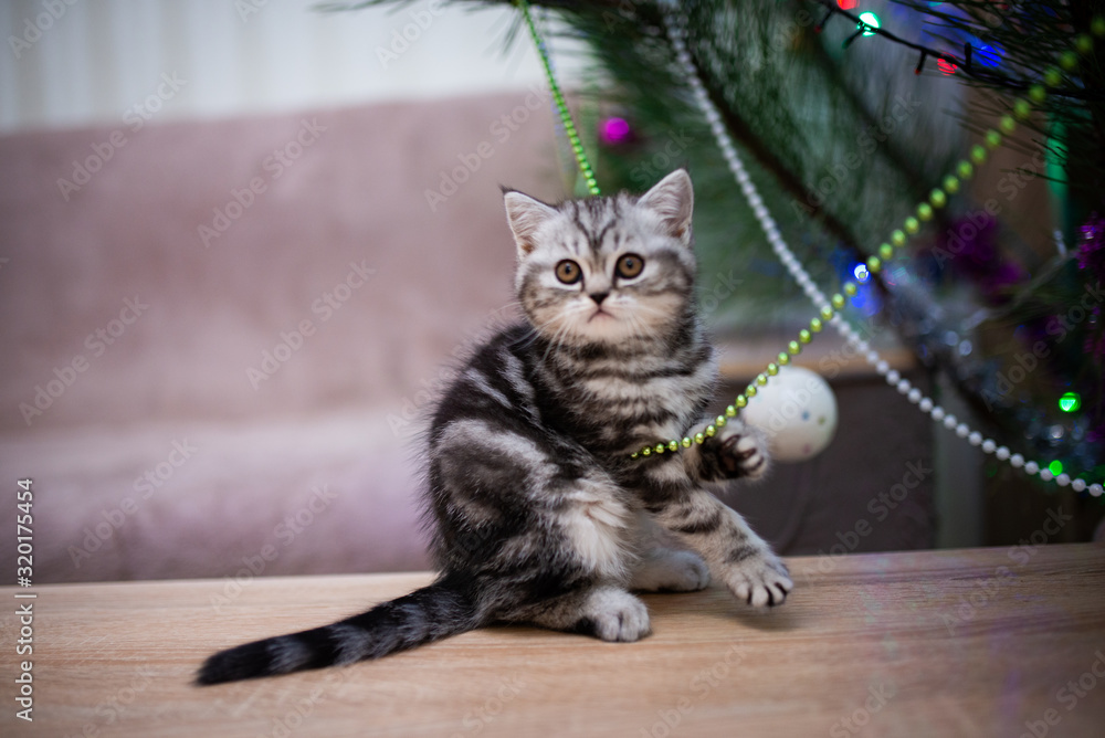 Naklejka premium kitten scottish british cat burma munchkin animals