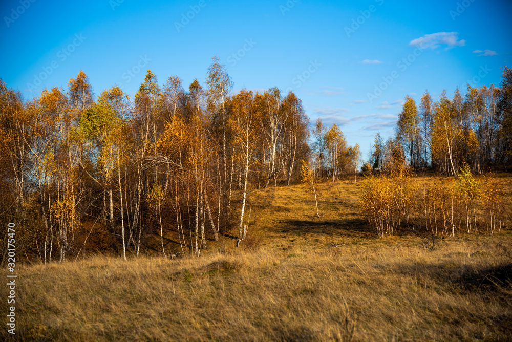 Birch tree in the fall season Birch tree in the fall season