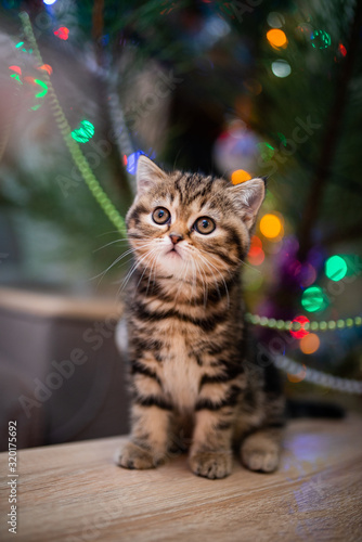 kitten scottish british cat burma munchkin animals