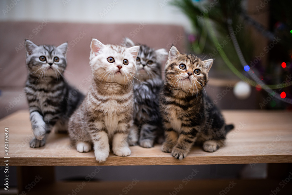 Scottish british kittens new year photo shoot 2022 animals posing Scottish british kittens new year photo shoot 2022 animals posing