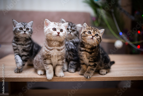 Scottish british kittens new year photo shoot 2022 animals posing