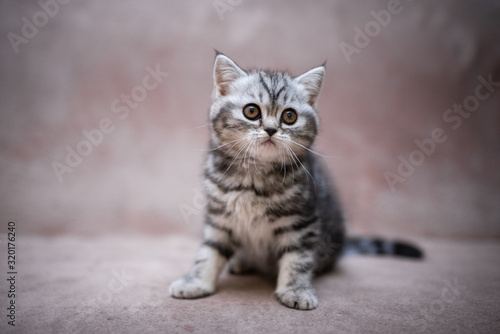 Scottish british kittens new year photo shoot 2022 animals posing © Дария