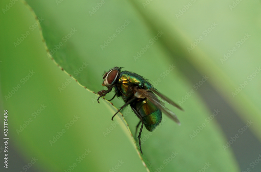 fly on leaf fly on leaf