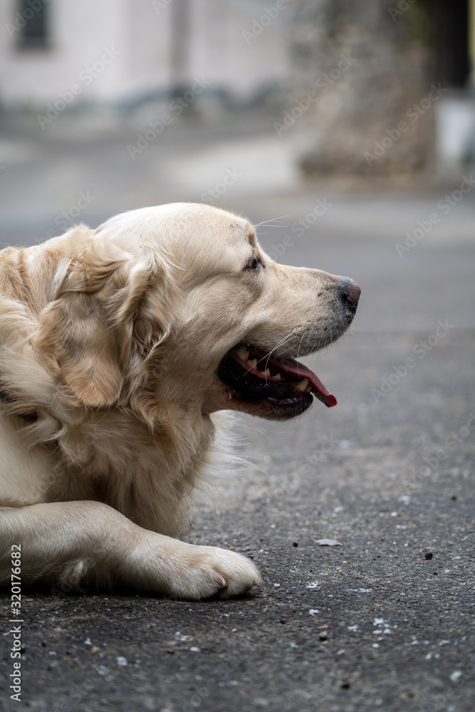 portrait of golden retriever