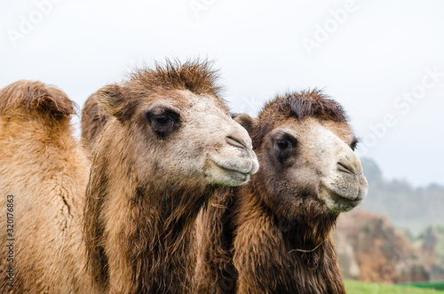 Dromedary in Cabarceno Natural Park, Santander, Cantabria