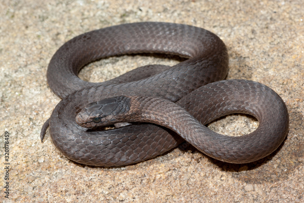 Obraz premium Mustard-bellied Snake