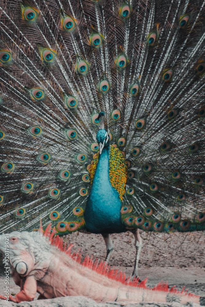 Fototapeta premium Animals